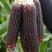 黑甜糯玉米水果紫玉米即食鲜玉米高产蔬菜非转基因白色