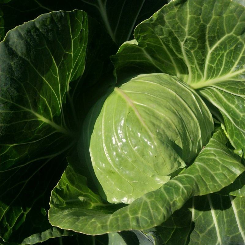 绿甘蓝菜大量上市了