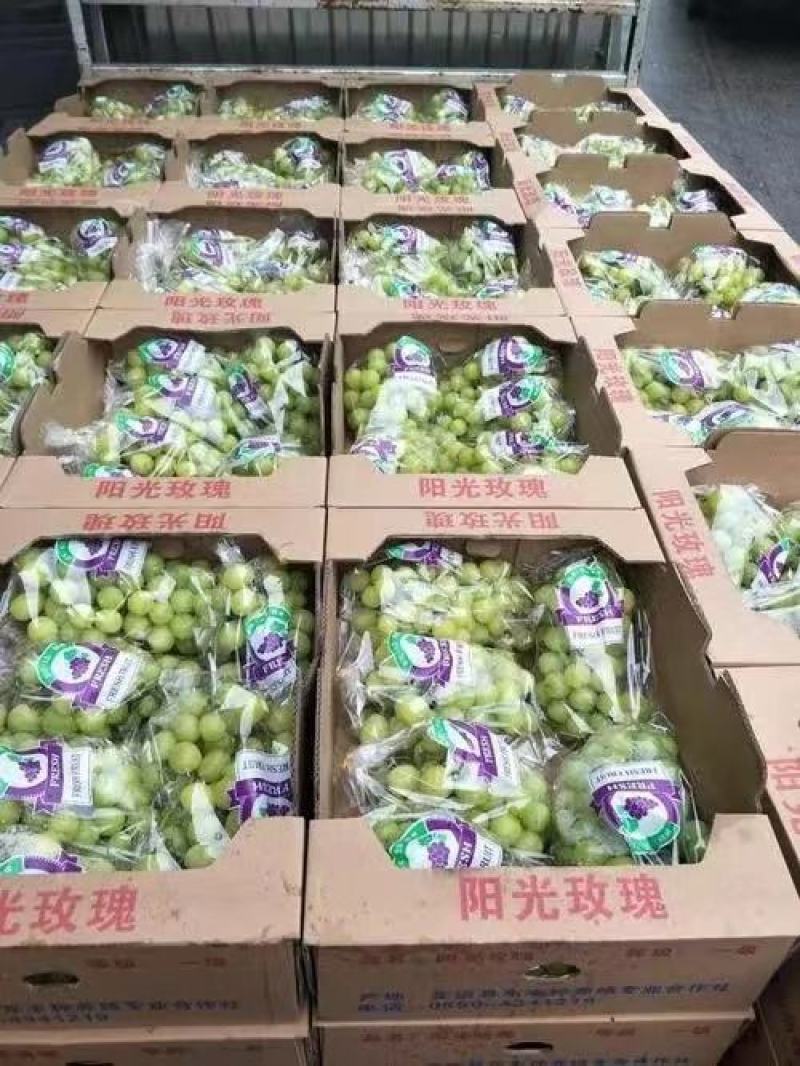 阳光玫瑰葡萄上市中，现采现发，新鲜直达，基地直供视频看货