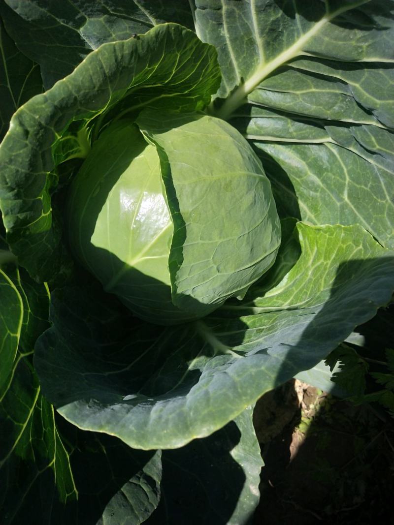 绿甘蓝菜大量上市了