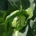 绿甘蓝菜大量上市了