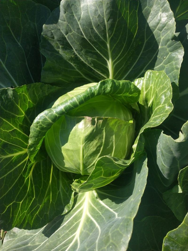 绿甘蓝菜大量上市了