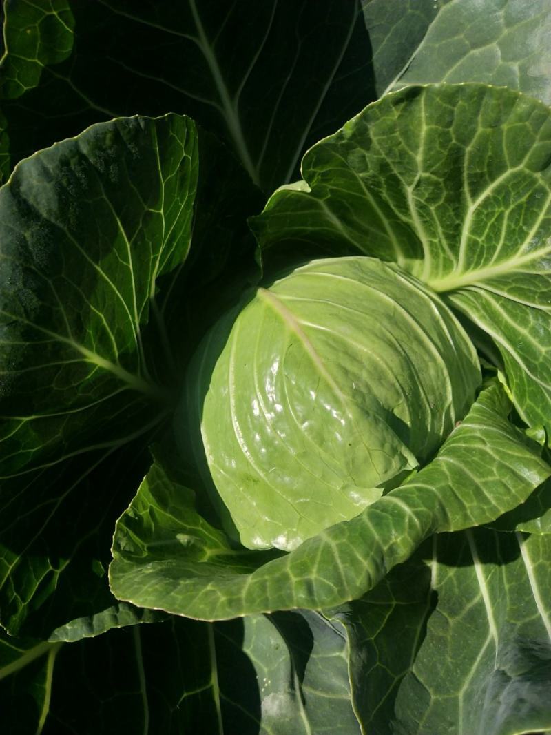 绿甘蓝菜大量上市了