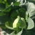 绿甘蓝菜大量上市了