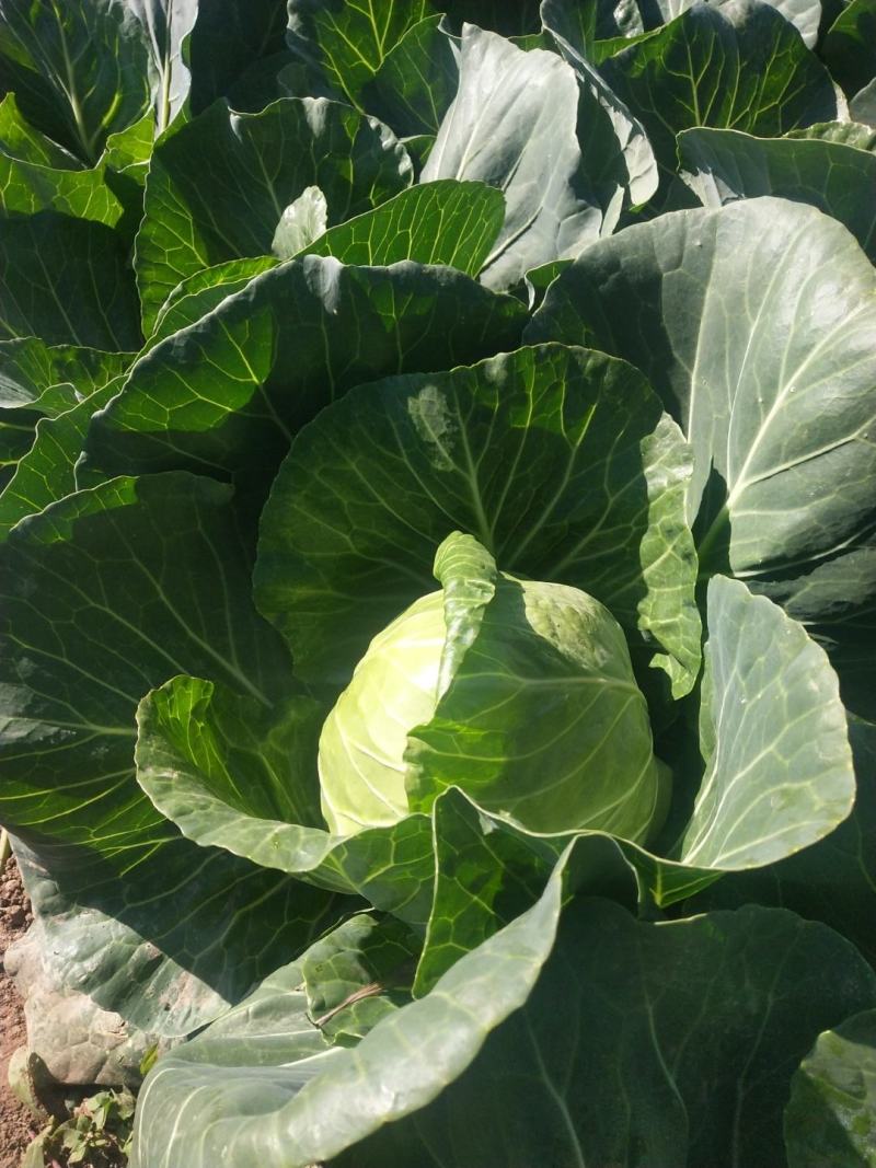 绿甘蓝菜大量上市了