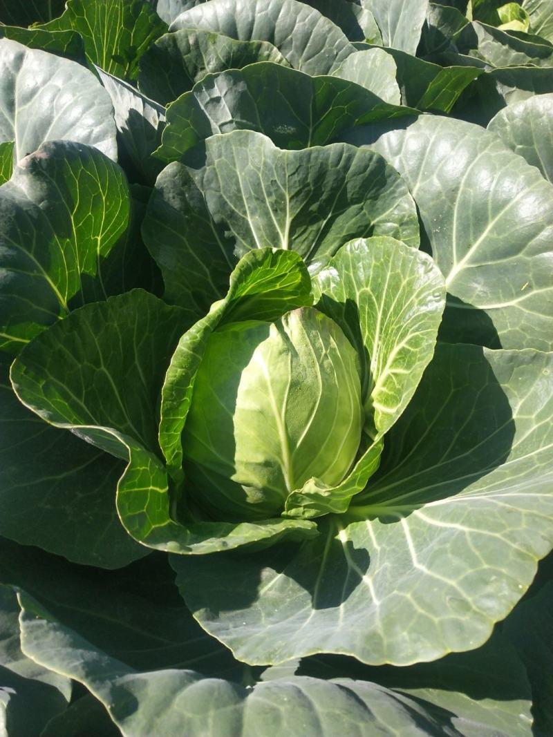 绿甘蓝菜大量上市了