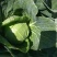 绿甘蓝菜大量上市了