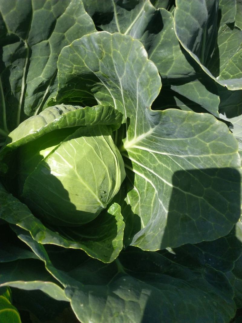绿甘蓝菜大量上市了