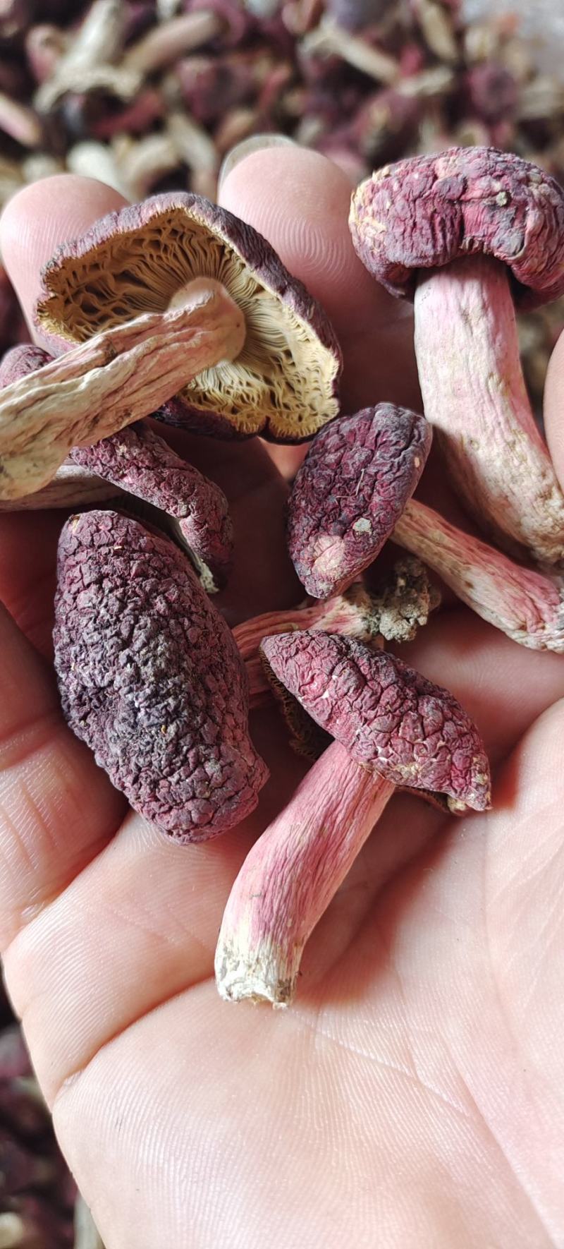 野生红菇干货汤头特甜特嫩红椎菌干磨菇产地批发