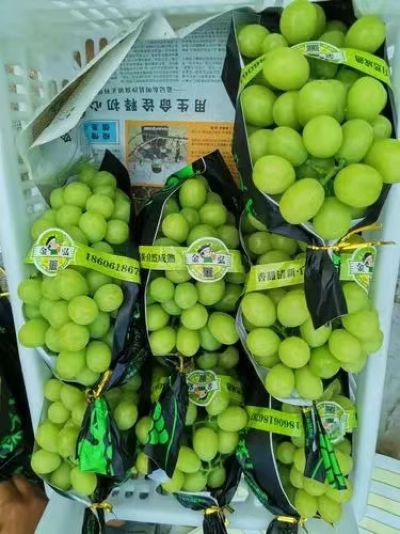 阳光玫瑰热卖中，万亩基地直供，颗粒饱满，口感甜，量大优惠