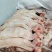 生的猪头肉新鲜去骨劈半猪脸肉，价格便宜一手货源。