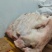 生的猪头肉新鲜去骨劈半猪脸肉，价格便宜一手货源。