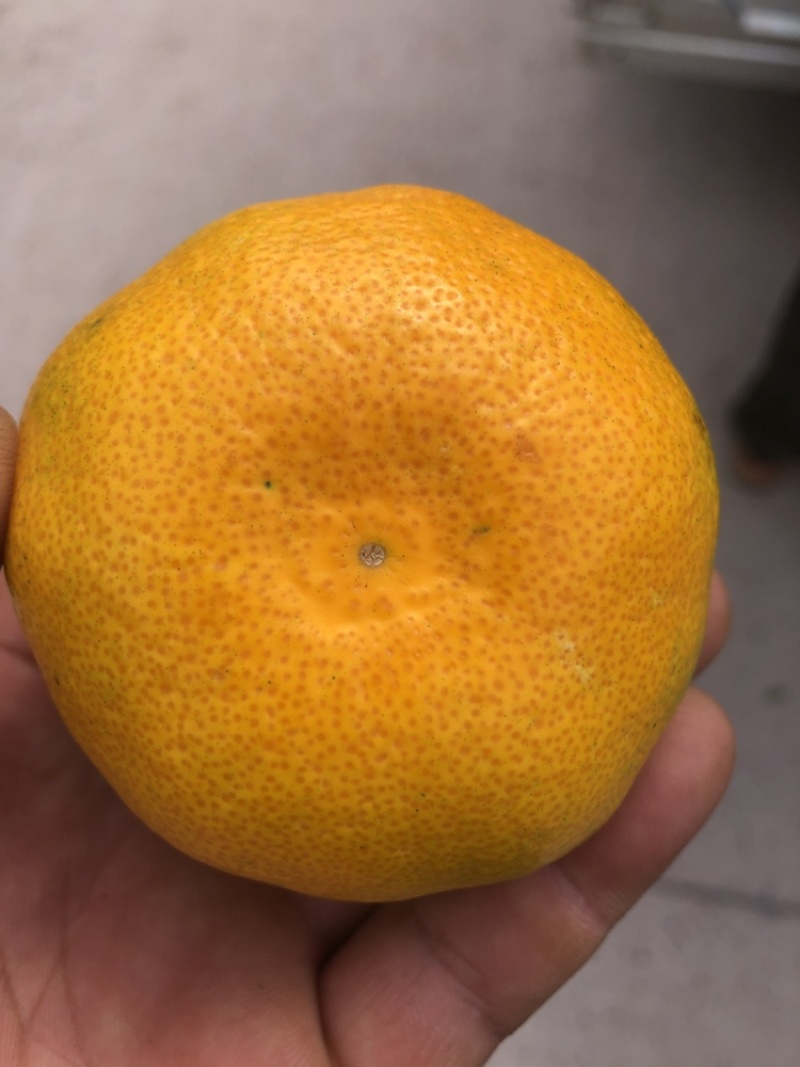 高原蜜桔皮薄多汁