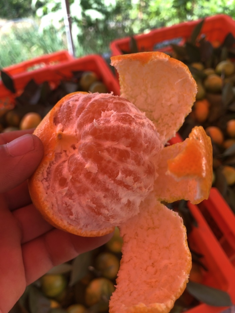 高原蜜桔皮薄多汁