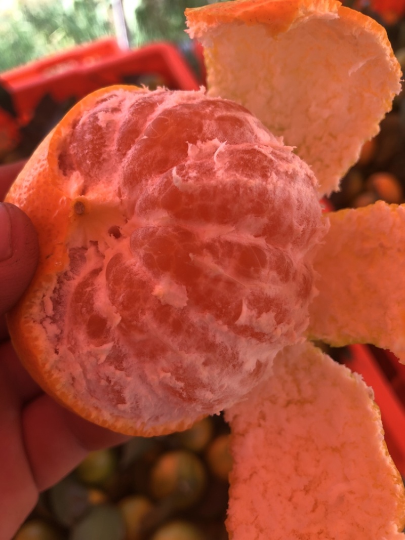高原蜜桔皮薄多汁