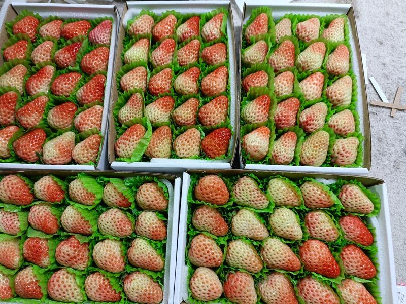 本人长年供应四季草莓烘焙专用草莓，奶茶专用草莓以糖糊芦。