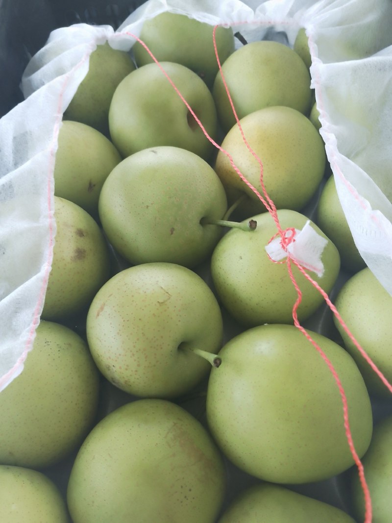 皇冠梨