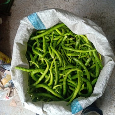 去把青线椒