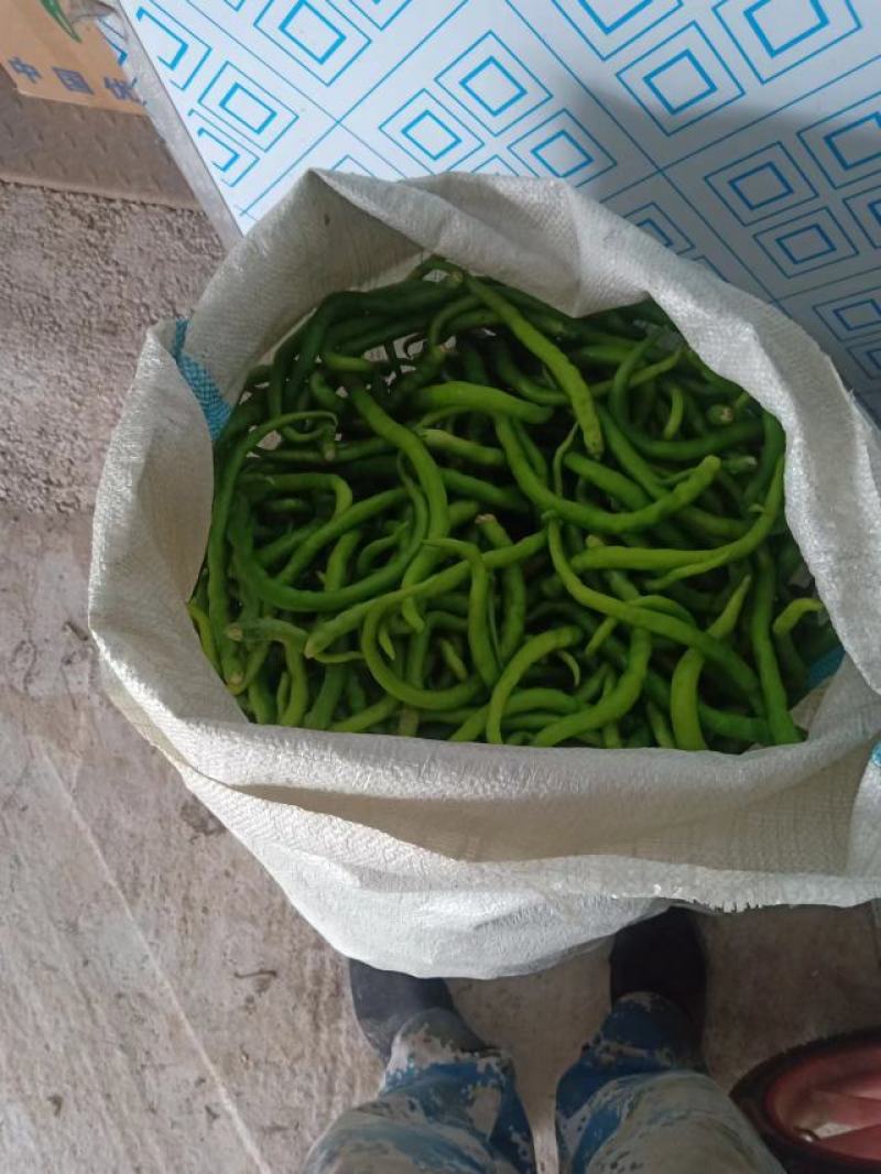 去把青线椒