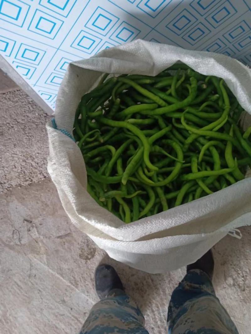 去把青线椒