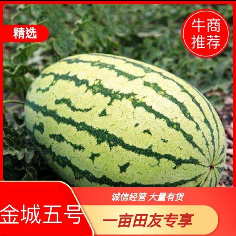 【优质】乌审旗金城5号产地一手货源品质保证诚信经营