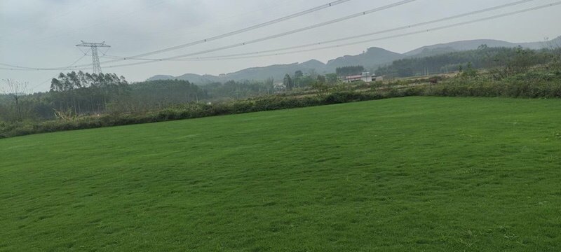 马尼拉草1号2号3号大量现货供应需要咨询