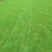 马尼拉草1号2号3号大量现货供应需要咨询