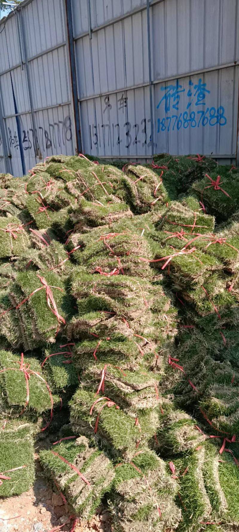 马尼拉草1号2号3号大量现货供应需要咨询