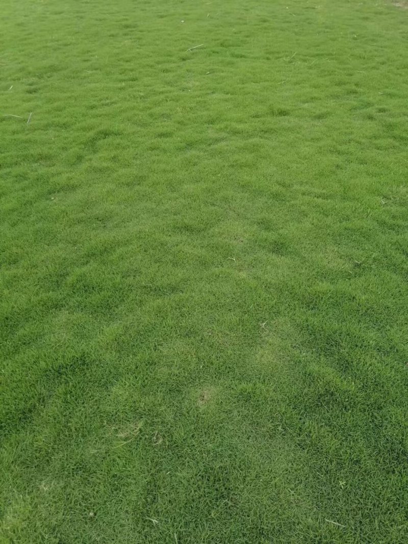 马尼拉草1号2号3号大量现货供应需要咨询