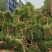 马尼拉草1号2号3号大量现货供应需要咨询