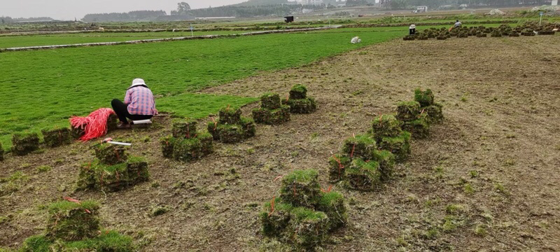 马尼拉草1号2号3号大量现货供应需要咨询