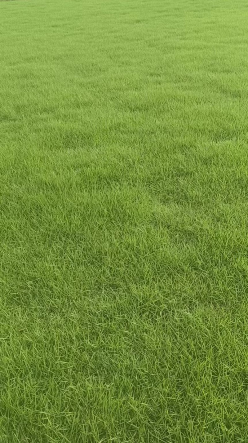 马尼拉草1号2号3号大量现货供应需要咨询