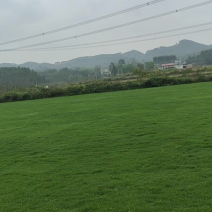 马尼拉草1号2号3号大量现货供应需要咨询