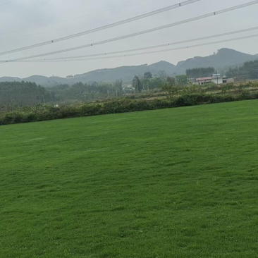 马尼拉草1号2号3号大量现货供应需要咨询