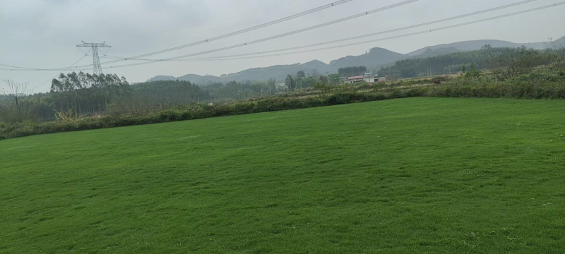 马尼拉草1号2号3号大量现货供应需要咨询
