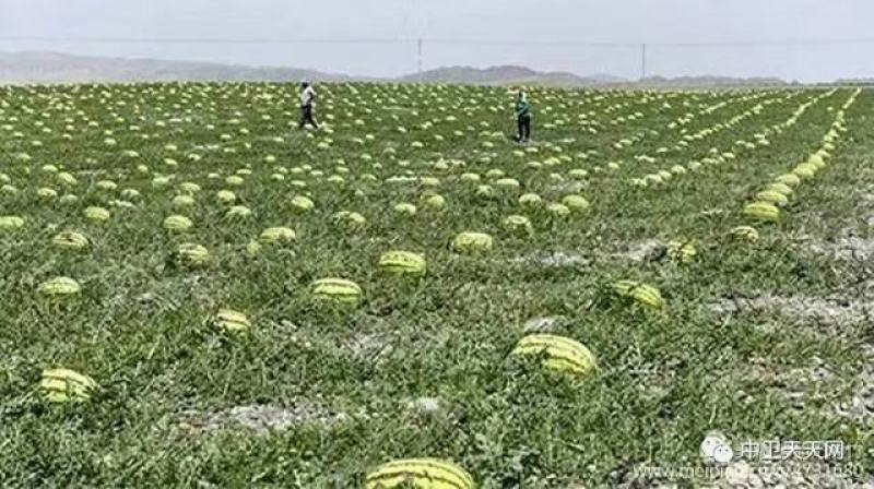 【优质】乌审旗金城5号产地一手货源品质保证诚信经营