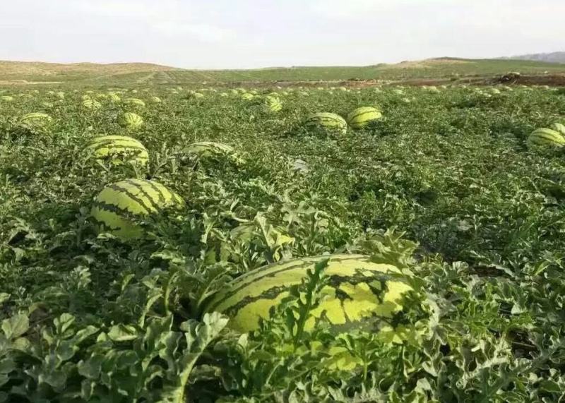 【优质】乌审旗金城5号产地一手货源品质保证诚信经营