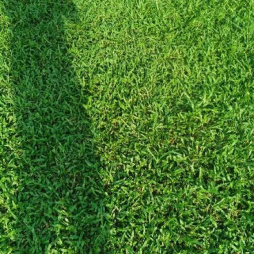 大叶油草大量现货供应货源充足哦