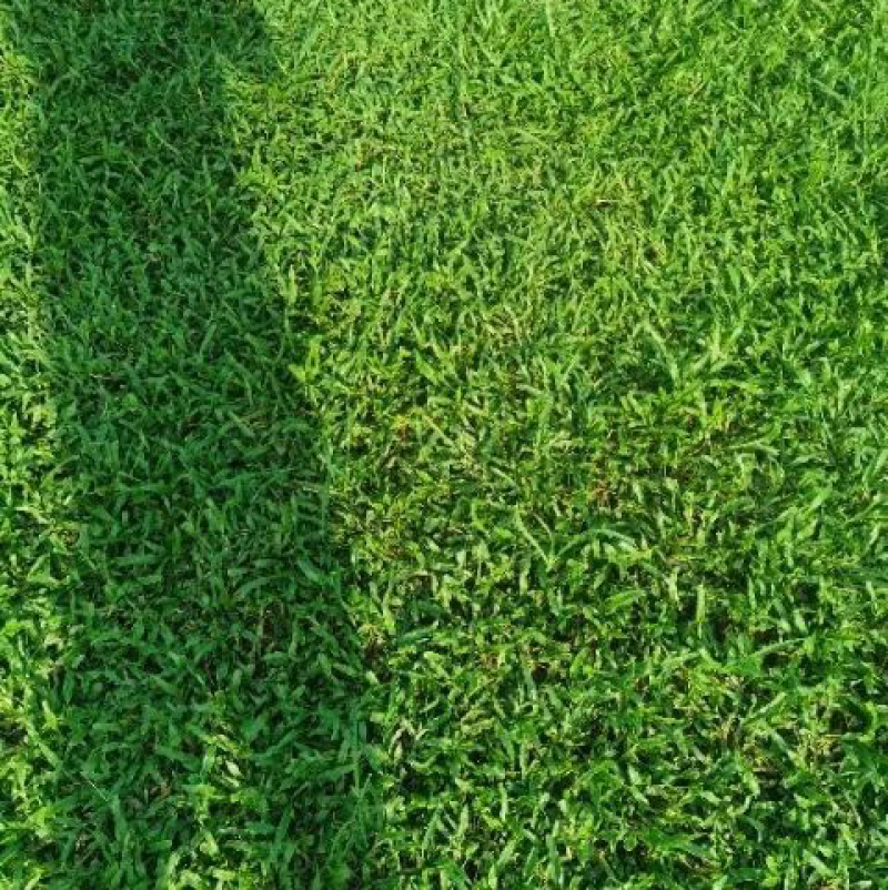 大叶油草大量现货供应货源充足哦