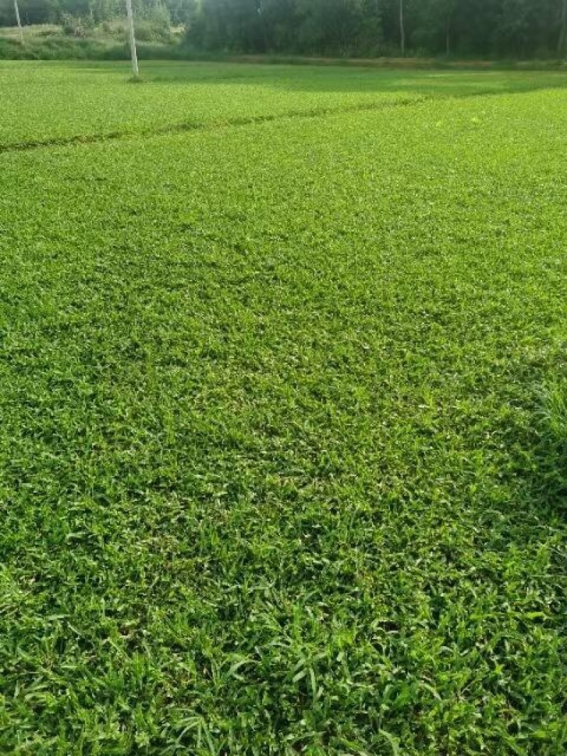 大叶油草大量现货供应货源充足哦