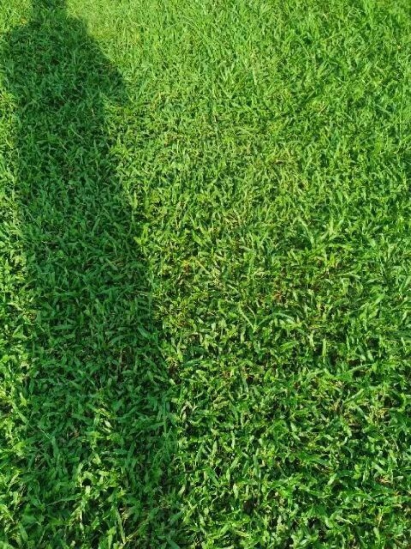 大叶油草大量现货供应货源充足哦
