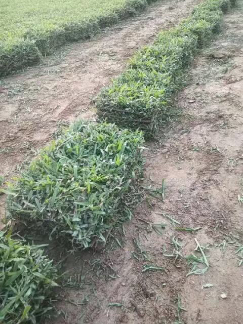 大叶油草大量现货供应货源充足哦