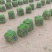 大叶油草大量现货供应货源充足哦