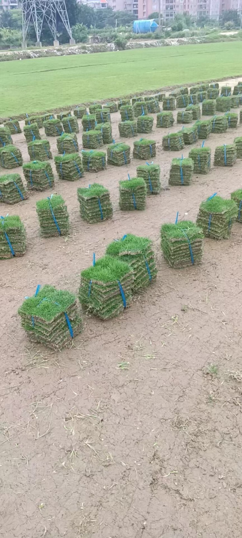 大叶油草大量现货供应货源充足哦