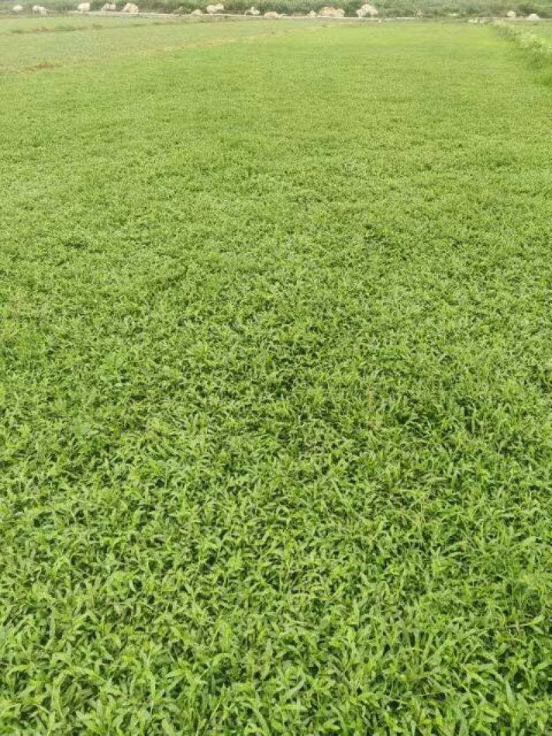 大叶油草大量现货供应货源充足哦