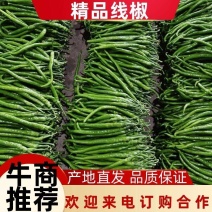 【专业代办】河南省内黄县大棚线椒顺直鲜亮货量足价格低