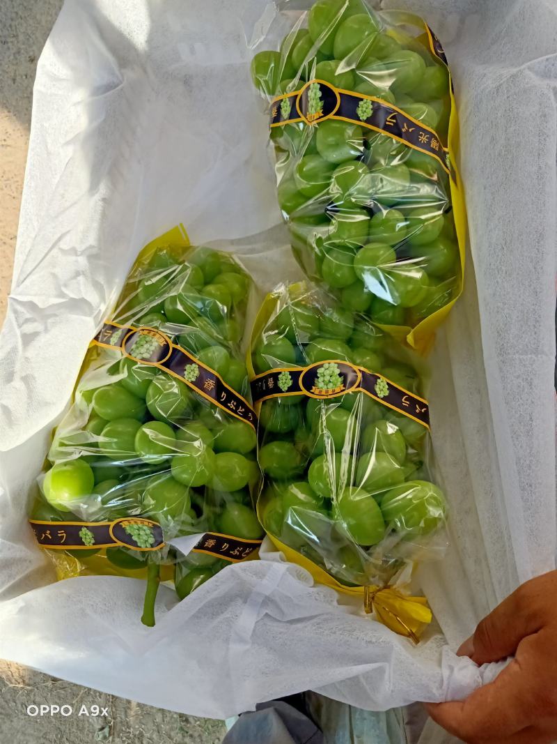 精品阳光玫瑰