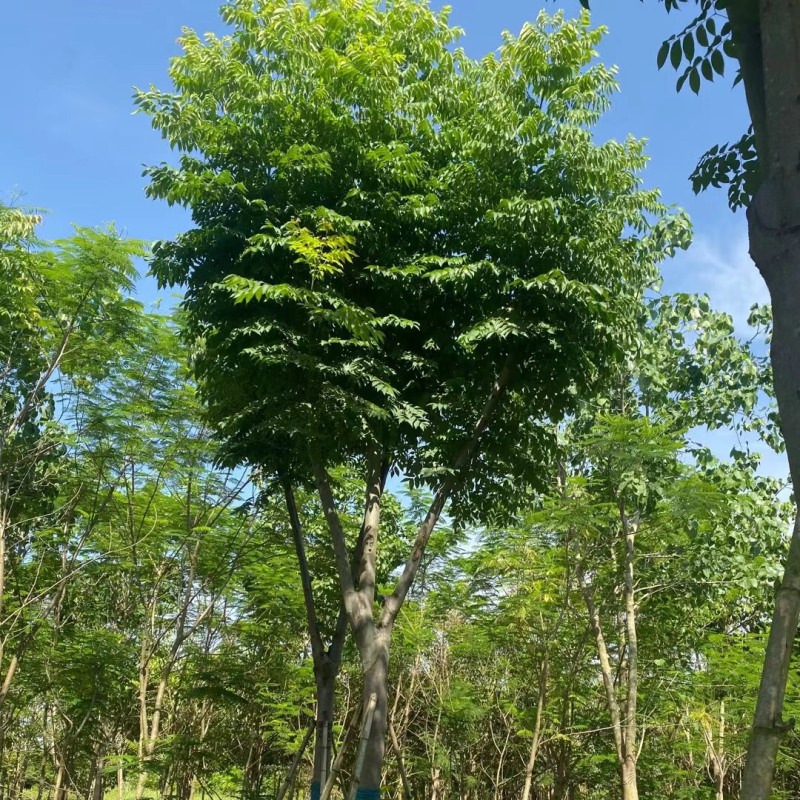 栾树（国庆花）骨架货12-15-18分大量供应