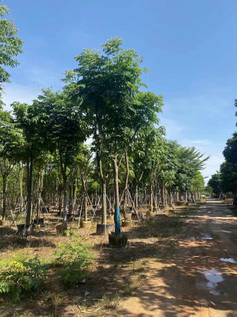 栾树（国庆花）骨架货12-15-18分大量供应