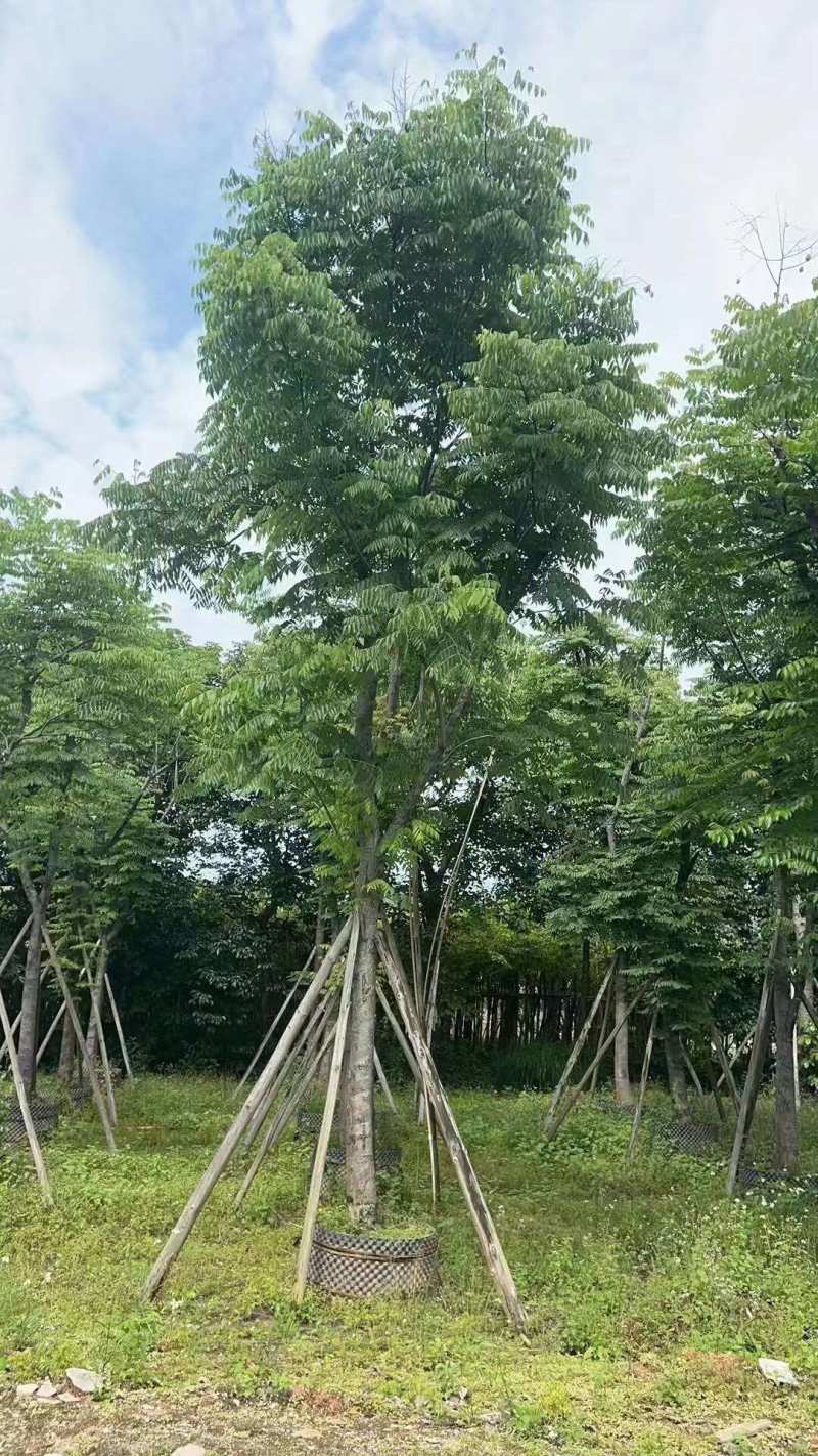 栾树（国庆花）骨架货12-15-18分大量供应